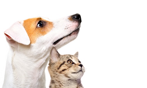 SDMA Hund Katze