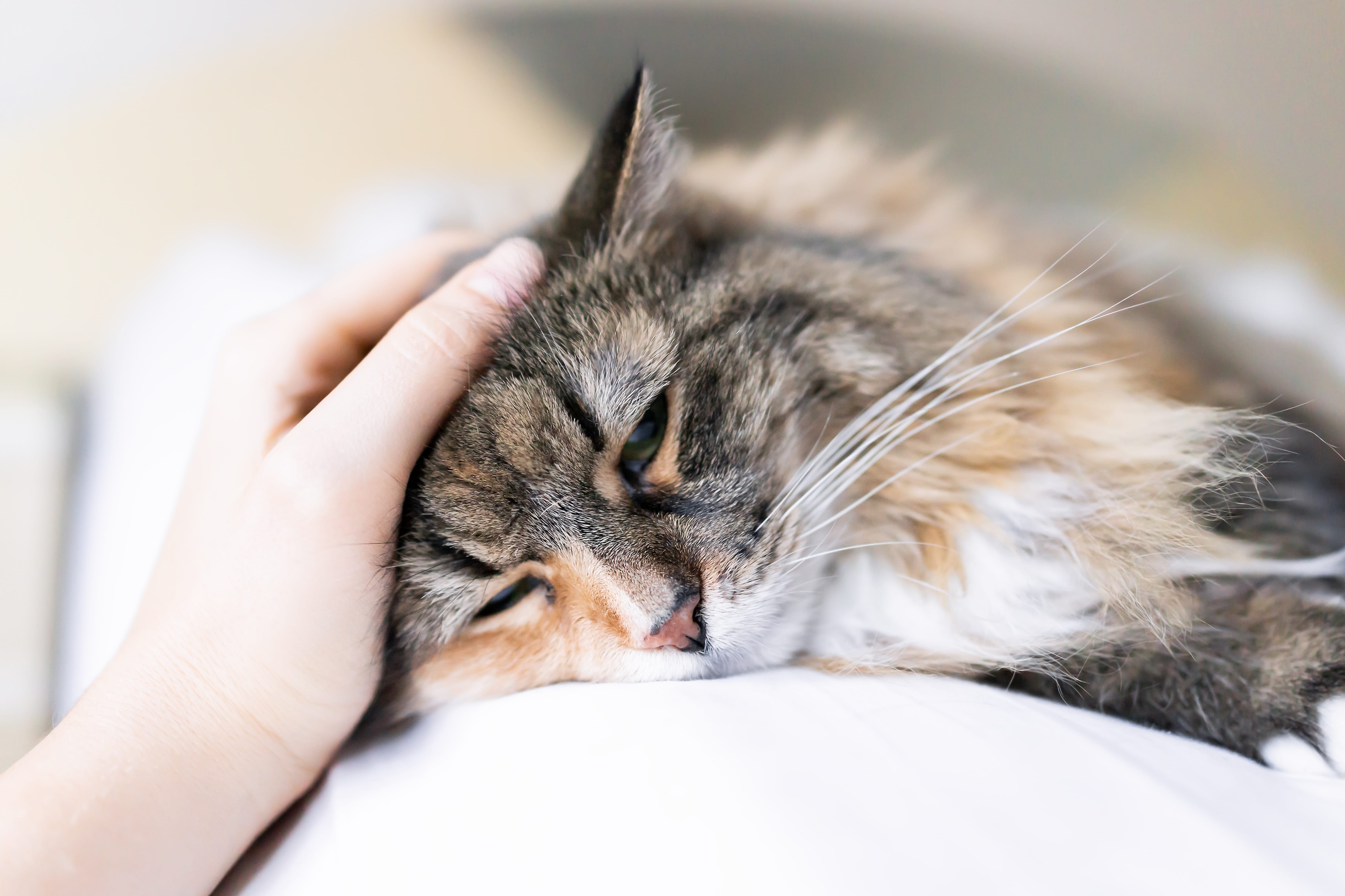 Thementage Katze 2025