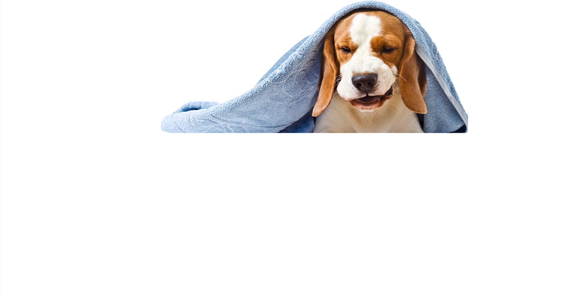 Atmungsorgane | Bioscientia - Biocontrol