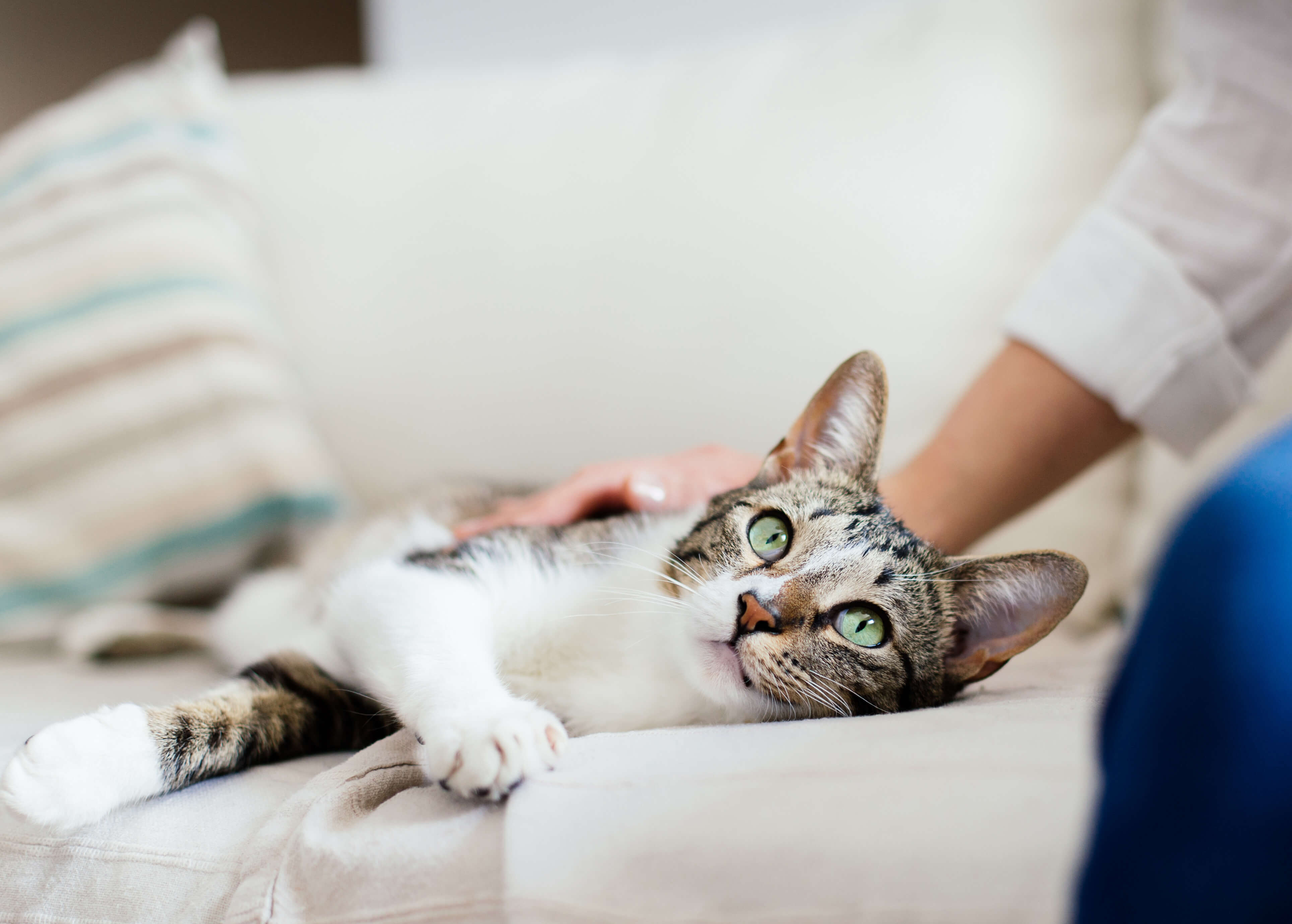 Katze Liegend, Streicheleinheiten