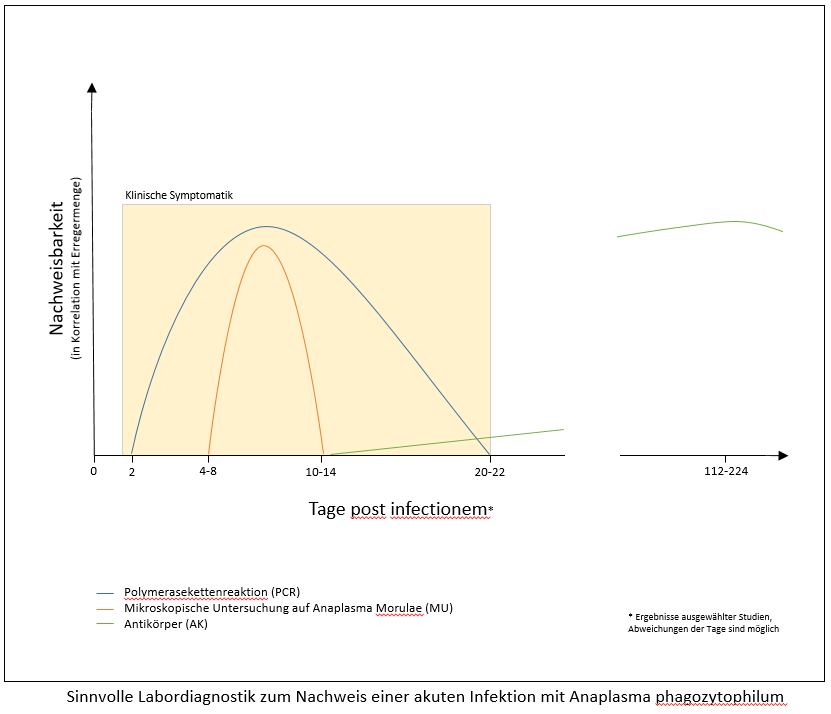 Labordiagnostik bei akuter Anaplasmose