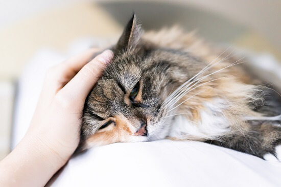 Katze Krank Babesien Cytauxzoonose Gr Katze Krank Babesien Cytauxzoonose Gr
